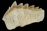 Fossil Cow Shark (Hexanchus) Tooth - Morocco #115822-1